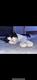 Lieve kat Bobbie - 1 - Thumbnail