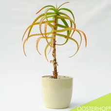 Aloë Vera Plant + Pot | 37 cm hoog