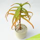 Aloë Vera Plant + Pot | 37 cm hoog - 2 - Thumbnail