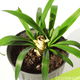 Yucca in pot #2 | 33 x 43 cm - 2 - Thumbnail