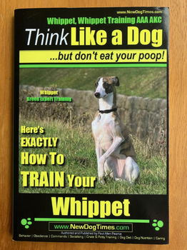 Whippet, Whippet Training AAA AKC - 0