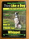 Whippet, Whippet Training AAA AKC - 0 - Thumbnail