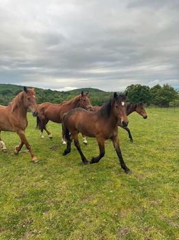 Stalling en fokkerij van paarden - 0