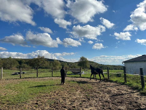 Stalling en fokkerij van paarden - 1