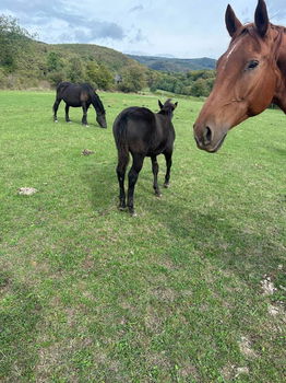 Stalling en fokkerij van paarden - 2