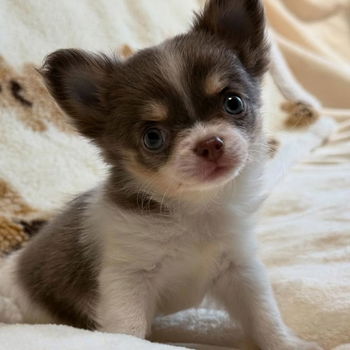 BEAUTIFUL CHIHUAHUAS PUPPIES - 0