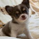 BEAUTIFUL CHIHUAHUAS PUPPIES - 0 - Thumbnail