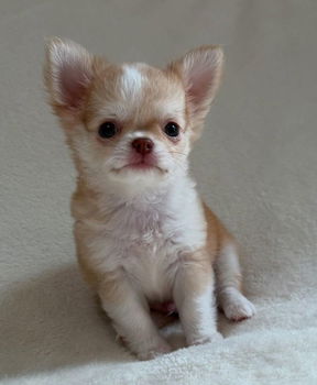 BEAUTIFUL CHIHUAHUAS PUPPIES - 1