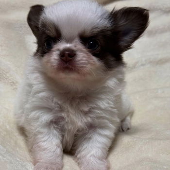 BEAUTIFUL CHIHUAHUAS PUPPIES - 2