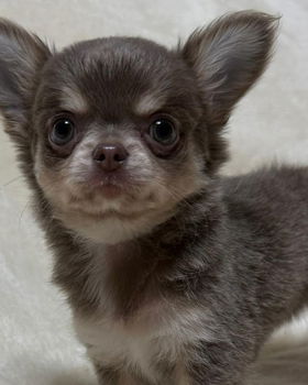 BEAUTIFUL CHIHUAHUAS PUPPIES - 3