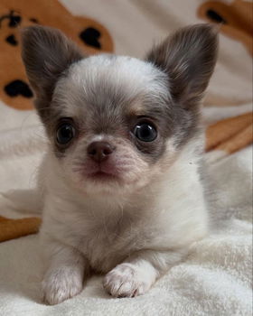 BEAUTIFUL CHIHUAHUAS PUPPIES - 4