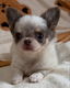 BEAUTIFUL CHIHUAHUAS PUPPIES - 4 - Thumbnail