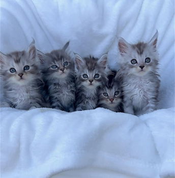 Maine Coon kittens te koop. - 0