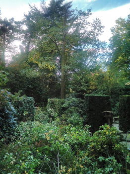 Verplanten van grotere bomen en struiken ..... geen werk zo raar ..... wij maken het klaar - 2