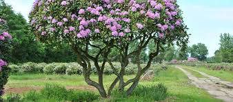 Verplanten van grotere bomen en struiken ..... geen werk zo raar ..... wij maken het klaar - 3