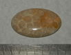 Fossiel Koraal cabochon CF - 35x22mm - 0 - Thumbnail