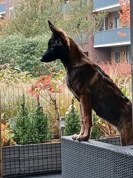 Gezocht lief baasje voor herder pup - 3