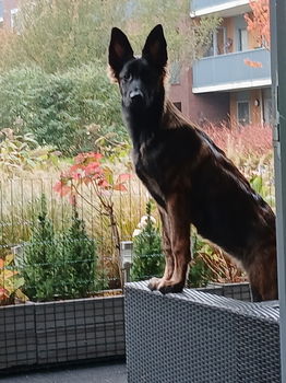 Gezocht lief baasje voor herder pup - 4