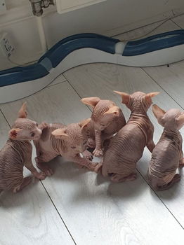 Sphynx kittens te koop. - 0