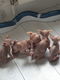 Sphynx kittens te koop. - 0 - Thumbnail