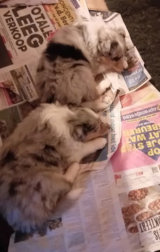 Prachtige blue merle collie pups