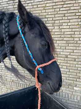 Paardenhalster - 1