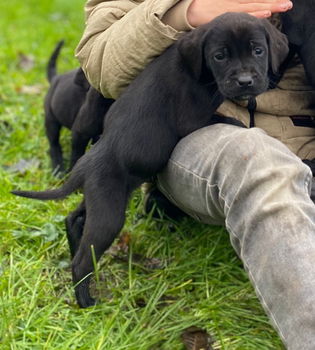 Lieve Labrador x Rhodesian Ridge Back pups - 0