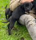 Lieve Labrador x Rhodesian Ridge Back pups - 0 - Thumbnail