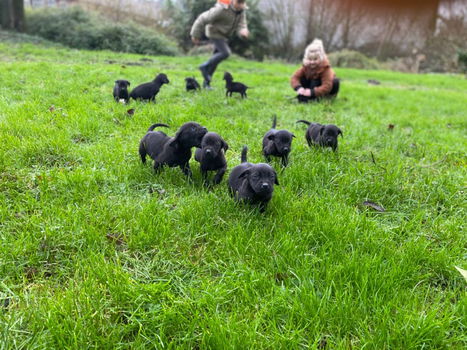 Lieve Labrador x Rhodesian Ridge Back pups - 1