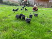 Lieve Labrador x Rhodesian Ridge Back pups - 1 - Thumbnail