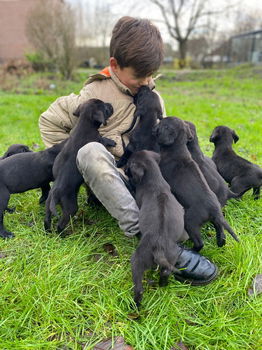 Lieve Labrador x Rhodesian Ridge Back pups - 2