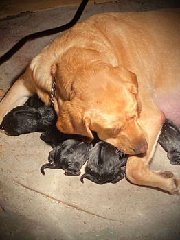 Lieve Labrador x Rhodesian Ridge Back pups - 3