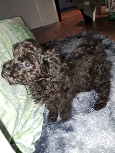 Maltipoo Pup