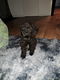 Maltipoo Pup - 2 - Thumbnail