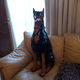 doberman - 0 - Thumbnail