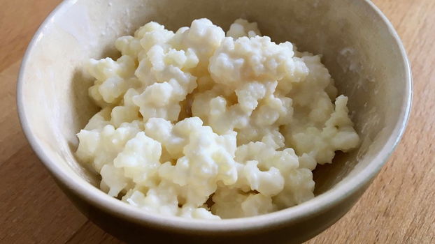 Kefir Bloempjes Yoghurtbloemetjes Verse Melkkefir - 1