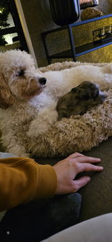 Mini labradoodle pup teefje - 3