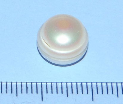 Witte Parel AABN - Australië - 10,3mm - 0