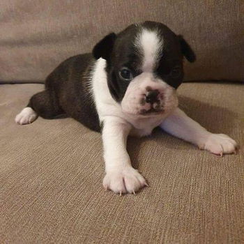 Boston Terrier puppy met kooi - 0