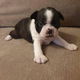 Boston Terrier puppy met kooi - 0 - Thumbnail