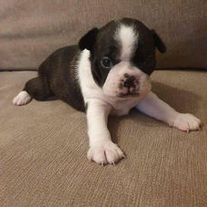 Boston Terrier puppy met kooi