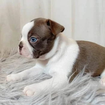 Boston Terrier puppy met kooi - 1