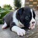 Boston Terrier puppy met kooi - 0 - Thumbnail