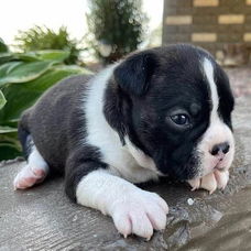 Boston Terrier puppy met kooi