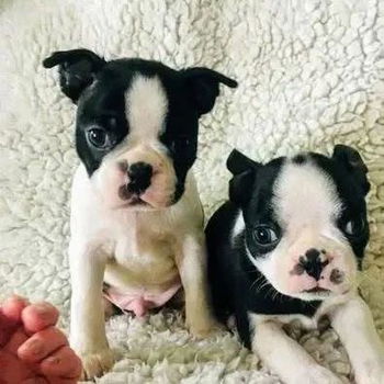 Boston Terrier puppy met kooi - 1