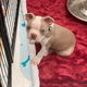 Boston Terrier puppy met kooi - 0 - Thumbnail