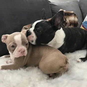 Boston Terrier puppy met kooi - 1