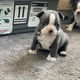 Boston Terrier puppy met kooi - 0 - Thumbnail