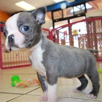 Boston Terrier puppy met kooi - 1