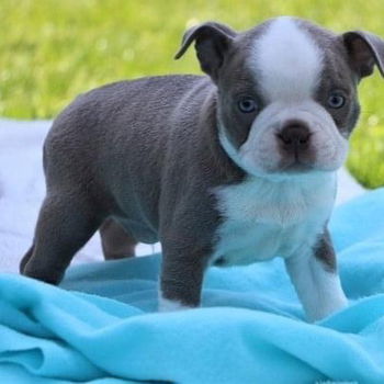 Boston Terrier puppy met kooi - 2